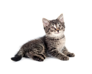 Cute kitten on white