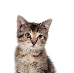 Obraz premium Cute cat on white