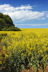 Blossoming rape field in Rouhling