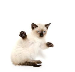 Cute kitten on white background