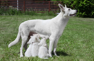 breast feeding dog with pups