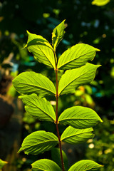 beautiful leaves of a hazlenut tree in detail