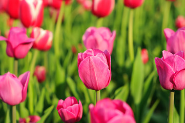 Pink beautiful tulips