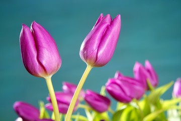 tulips pink flowers blue green studio shot