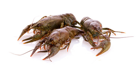 Crayfish isolated on white