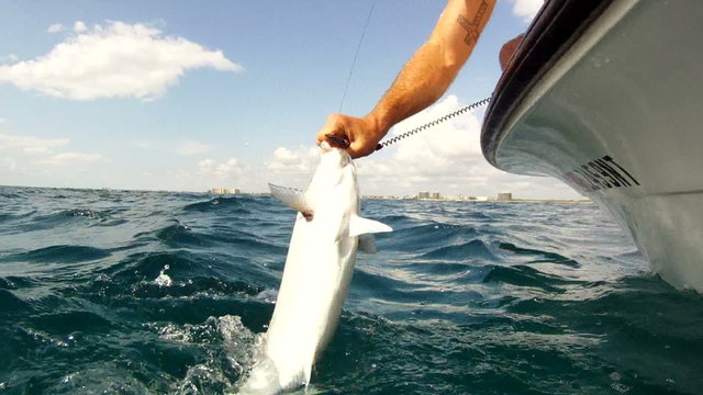 Fishing Release