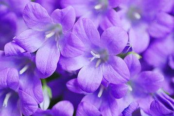 乙女桔梗（オトメギキョウ）