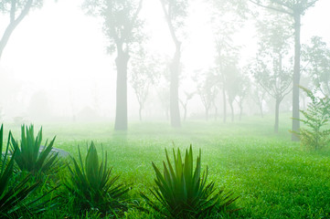 Fototapeta na wymiar morning park with fog