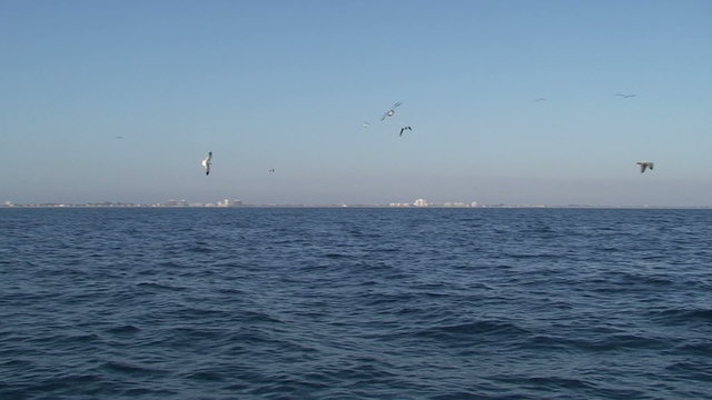 Seabirds Diving for Fish