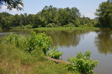 Fototapeta premium Vine Prairie - Ozark Lake, Arkansas