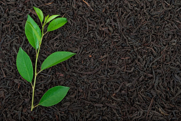 Black tea with leafs