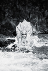 Fototapeta premium Young beautiful girl in the image of a mermaid