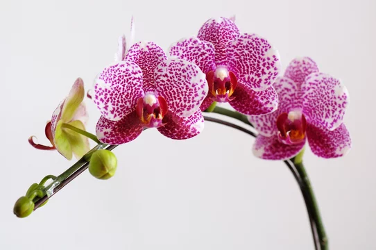 兰花 Images – Browse 59 Stock Photos, Vectors, and Video | Adobe Stock