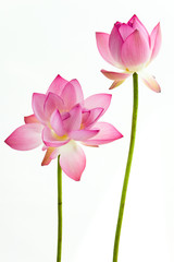 Twain pink water lily flower (lotus) and white background.