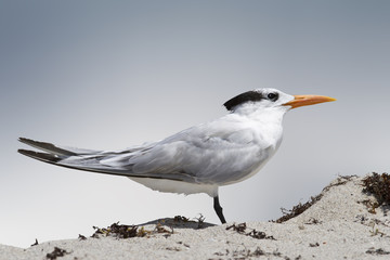 Standing tern