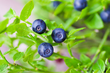 Blueberries