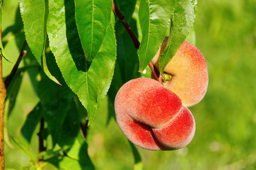 Plattpfirsich - saturn peach 01