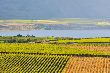 Vineyards and Orchards in Osoyoos, Okanagan Valley