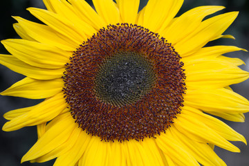 Fototapeta premium Blühende Sonnenblume (Helianthus)