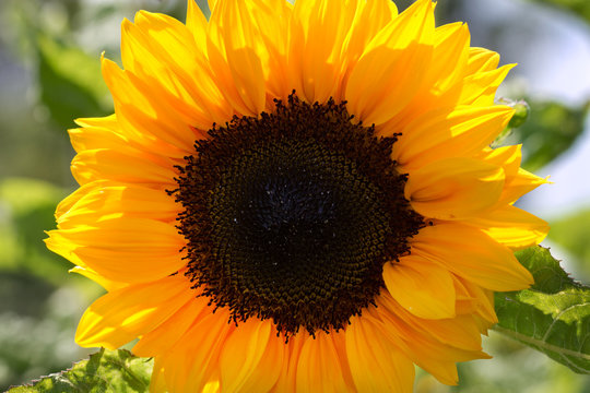 Blühende Sonnenblume (Helianthus)