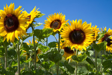 Tournesols en fleurs (Helianthus)