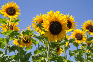 Blühende Sonnenblumen (Helianthus)