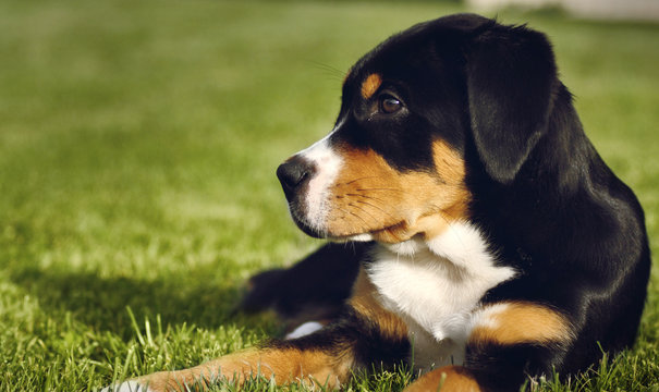 Stock Photo: mountain dog puppy