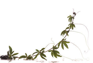 Passiflore - Passifloraceae