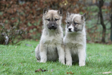 couple de chiots groenlandais