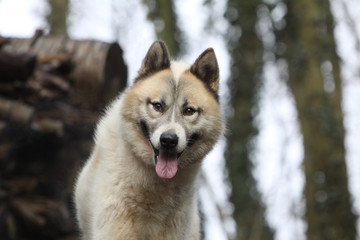 regard intelligent du chien du Groenland