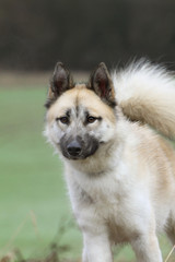 Greenland dog