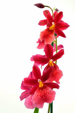 Orchid - Burrageara