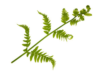 single young green fern branch