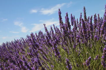 Fototapeten Lavendelfeld in der Provence © Sébastien Garcia