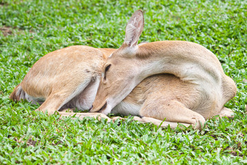 deer reclining on grass