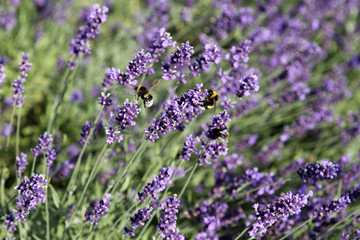 Obraz premium Lavendel
