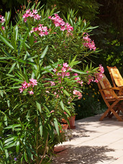 Fototapeta na wymiar Nicea oleander w ogrodzie