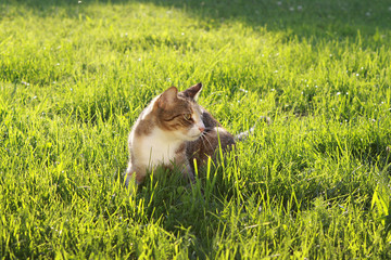 Fototapete bei efototapeten.de bestellen   
