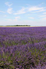 Fototapeta premium Champ de lavande en Provence
