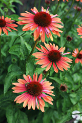 echinacea flowers