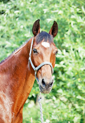 Obraz premium wonderful bay trakehner mare