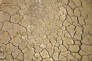 dried ground