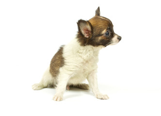 Obraz premium Chihuahua small puppy