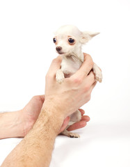 Chihuahua small puppy