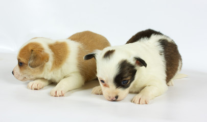 small chihuahua puppy