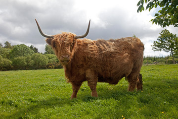 Highland cattle