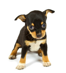 small chihuahua puppy