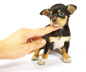 small chihuahua puppy