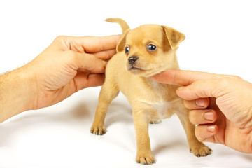 small chihuahua puppy
