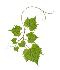 vine leaves © Andrey Smirnov